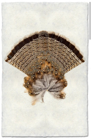 Ruffed Grouse Tail