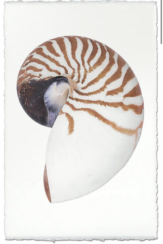 Chambered Nautilus