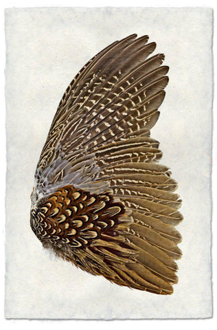 Ring Neck Pheasant (right)