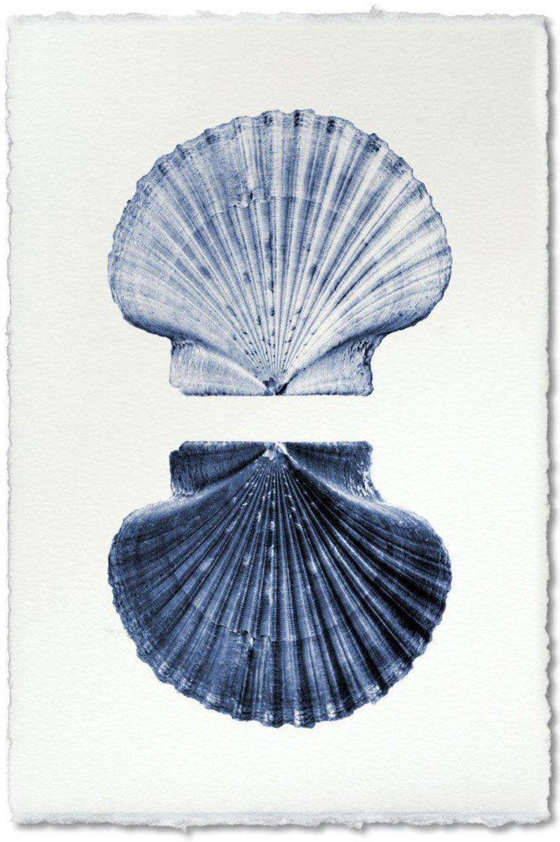 Shall Shell Double Shell – SHALLA WISTA STUDIO