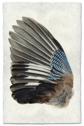 Blue Jay Wing (left)