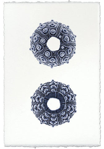 Imperial Urchin