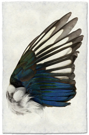 Magpie wing (right)