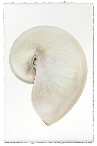 Pearly Nautilus