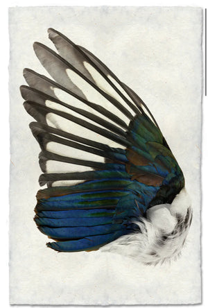 Magpie Wing (left)