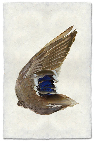 Mallard duck wing (right)