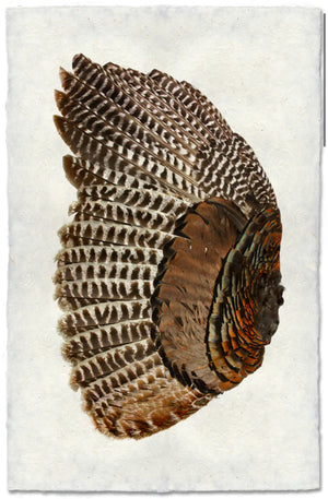 Turkey wing (left)