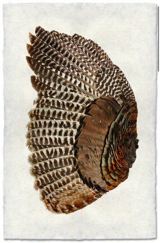Turkey wing (left)
