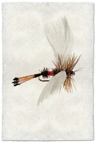 Coachman Fanwing