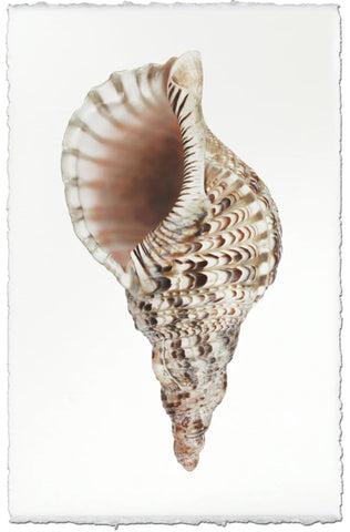 Triton
