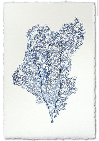 Sea Fan