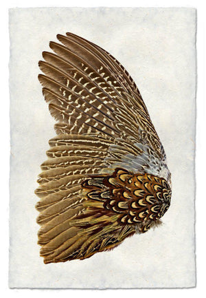 Ring Neck Pheasant (left)