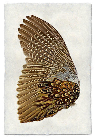 Ring Neck Pheasant (left)