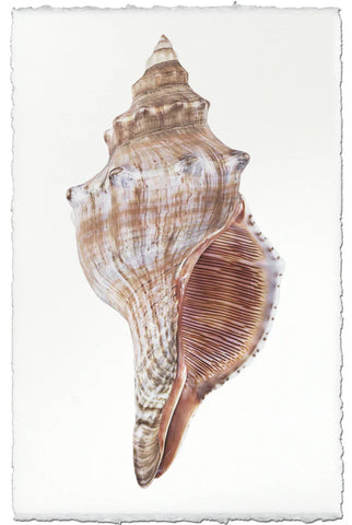 Fox Conch