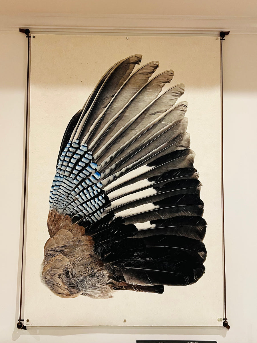 Blue Jay Wing (right) – SHALLA WISTA STUDIO