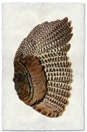 Turkey wing (right)